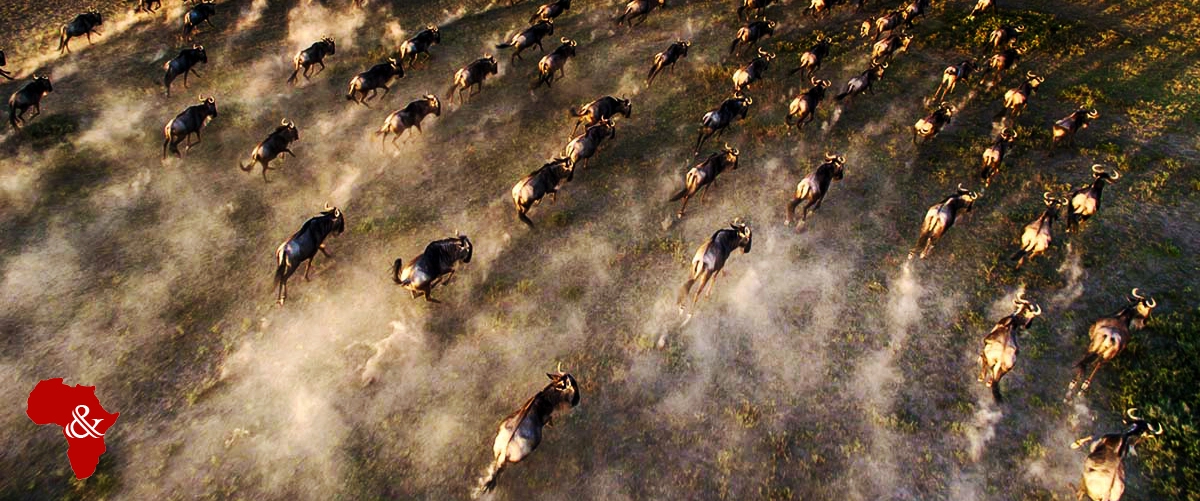 Wildebeest Migration Photo Safaris 